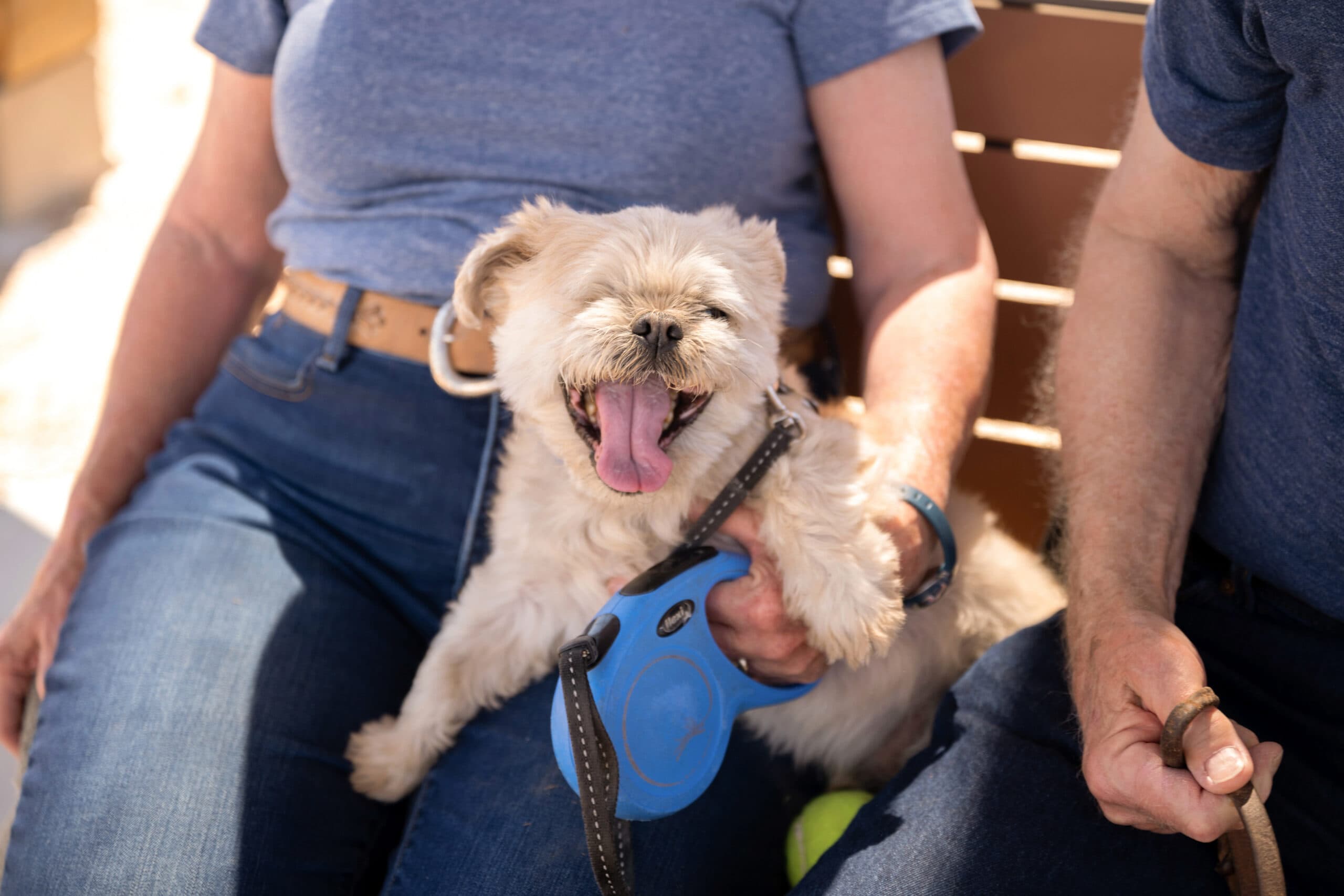 A small fluffy dog yawning while sitting on a person's lap on an outdoor bench.