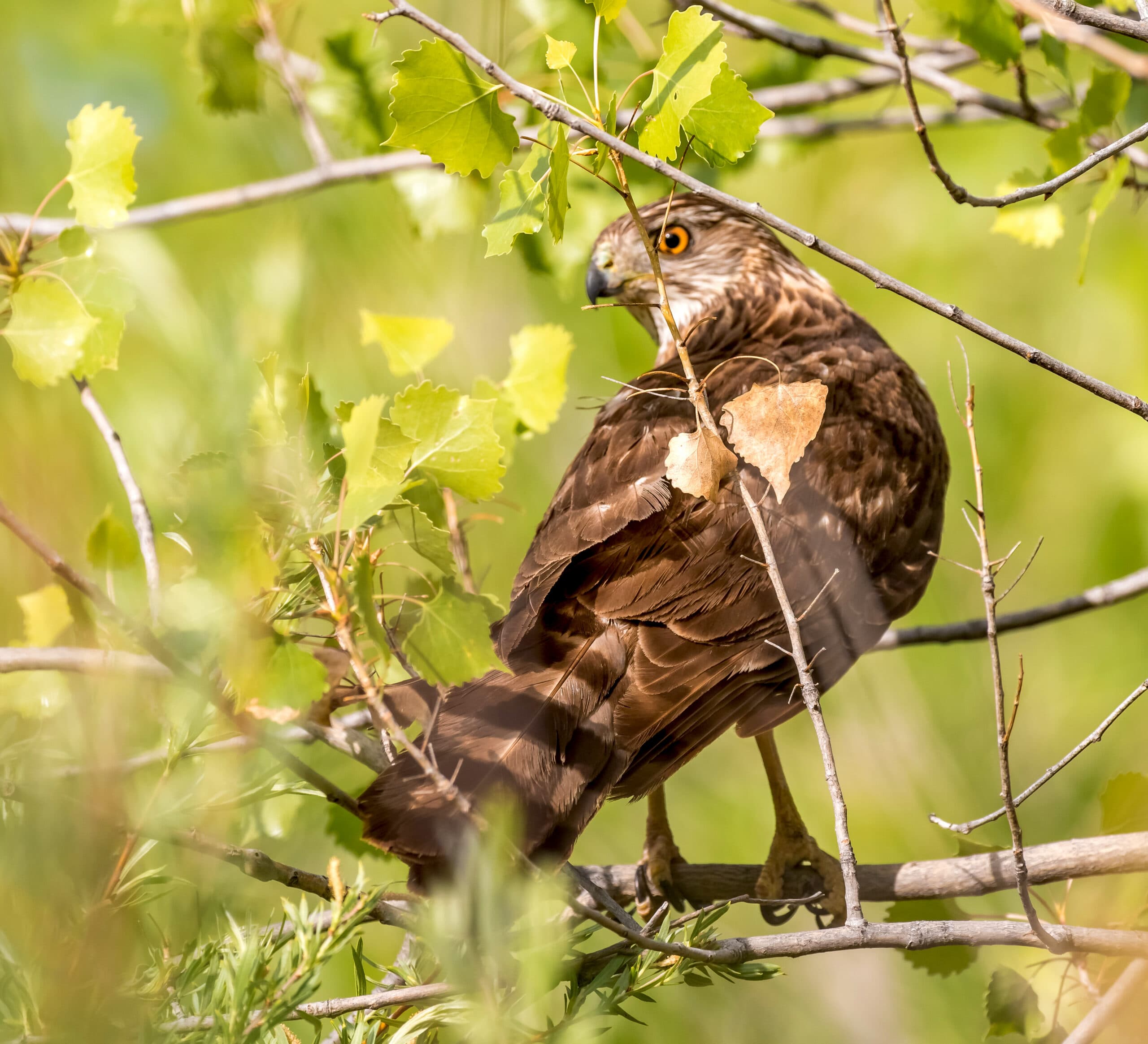 Close-up of a brown hawk perched on a branch, partially obscured by bright green leaves, its orange eye looking back over its shoulder.